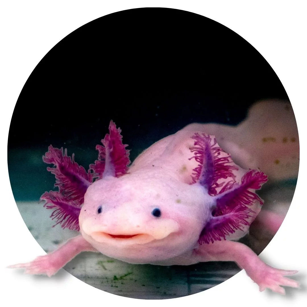 acuario-michin-privado